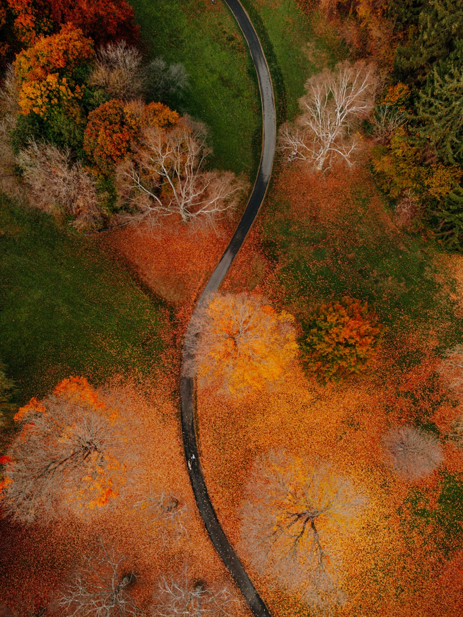Photo by Keith Tanner An aerial view of a winding road surrounded by trees