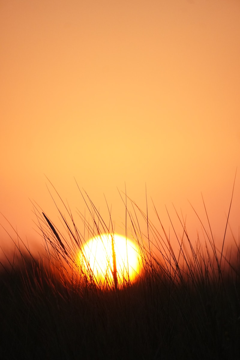 Photo by Victoria Prymak The sun is setting over a field of tall grass